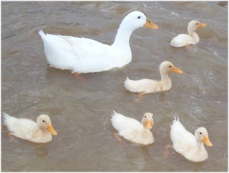 Ducks8.jpg